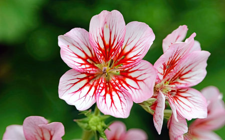 Close up of pink and white geranium flowers in the garden.の素材