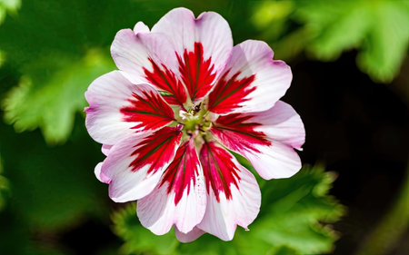 Close up of a pink and white geranium flower in a gardenの素材