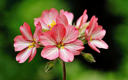 Geranium Pelargonium, also known as cranesbill or pelargoniumの素材