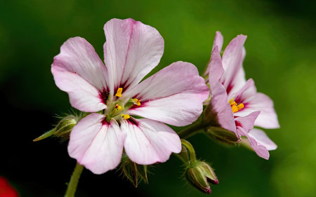 Geranium Pelargonium (Geranium x cristatus)の素材