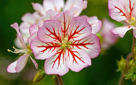 Close up of a beautiful pink and white geranium flower in bloomの素材