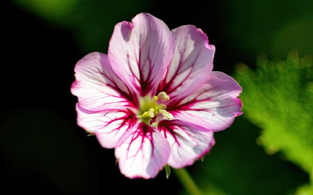 Close-up of a pink flower with green leaves in the backgroundの素材