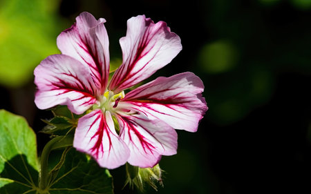 Pink and white geranium flower on a dark background close-upの素材