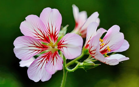 Geranium Pelargonium Flowers Blooming in The Garden, England.の素材