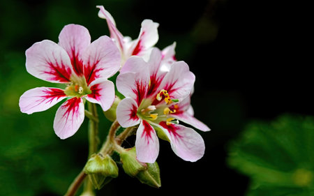Geranium Pelargonium Flowers Blooming in The Garden, England.の素材