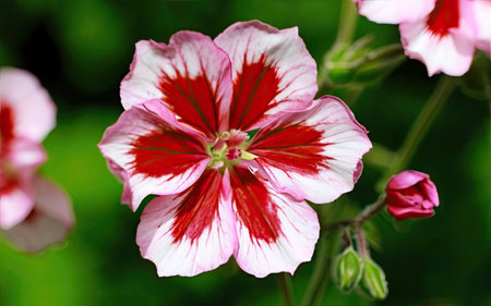 Close up of red and white geranium flowers on a green backgroundの素材