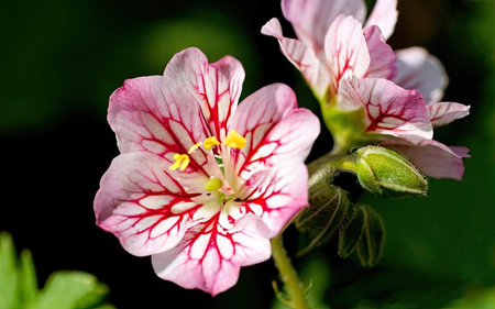 Geranium (Pelargonium) is a genus of flowering plants in the pelargonium family.の素材