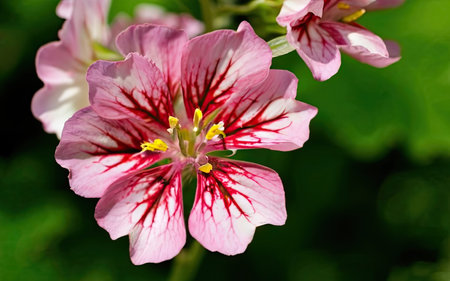 Close up of a pink geranium flower with a green background.の素材