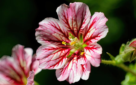 Close up of a red and white geranium flower in the gardenの素材