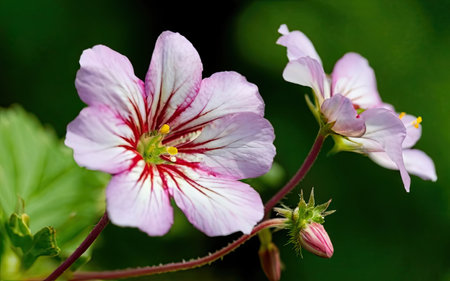 Geranium sylvaticum, commonly known as pelargonium or cranesbill, is a species of flowering plant in the genus Geranium.の素材