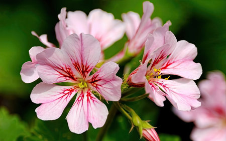 Pink geranium flowers on a green background. Close-up.の素材