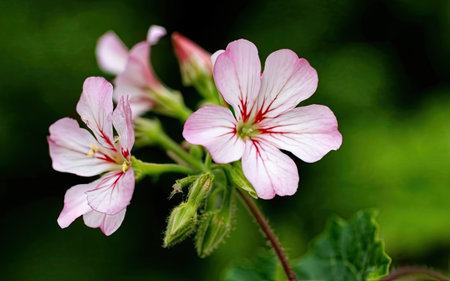 pink geranium flowers in the garden on a background of green grassの素材