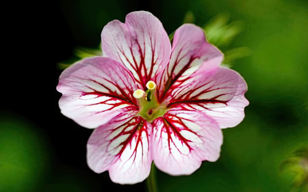 Close up of a pink and white geranium flower on a dark backgroundの素材