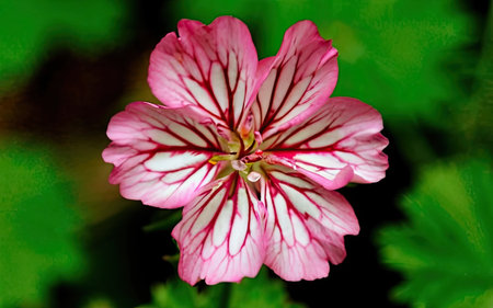 Geranium, Pelargonium, is a genus of flowering plants in the pelargonium family.の素材