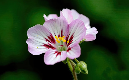 Close-up of a geranium flower on a green background.の素材