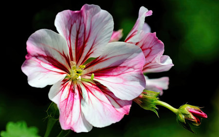 Closeup of a pink and white geranium flower with green backgroundの素材