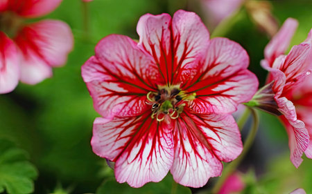 Beautiful red and white geranium flowers in the garden, stock photoの素材