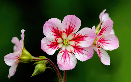 Geranium (Pelargonium) is a genus of flowering plants in the pelargonium family.の素材