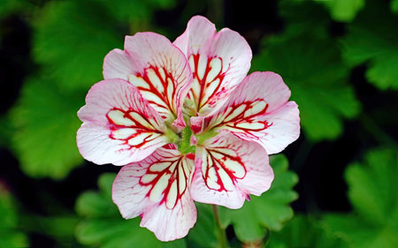 Pink and white geranium flowers on a background of green leaves.の素材