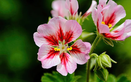 Geranium Pelargonium Flowers Blooming in The Garden, England.の素材