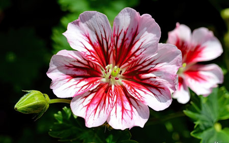 Close up of a red and white geranium flower with green backgroundの素材