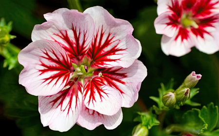 Close up of white and red geranium flower in the garden.の素材