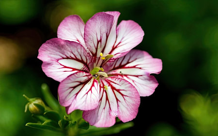 pink and white geranium flower on a green background. macroの素材