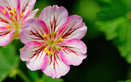 Pink and white geranium flowers on a green background in the gardenの素材