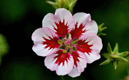 Close up of a red and white geranium flower with green backgroundの素材