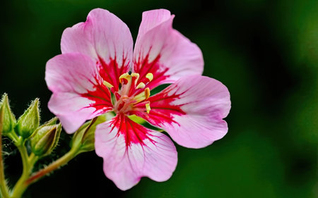 pink geranium flower on a green background, close-upの素材