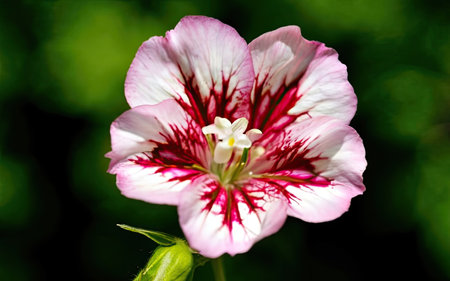 Close up of a pink and white geranium flower on green backgroundの素材