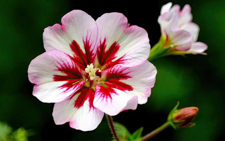 Close up of a pink and white geranium flower with green backgroundの素材