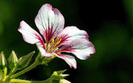 Pink and white geranium flower closeup on a dark green backgroundの素材
