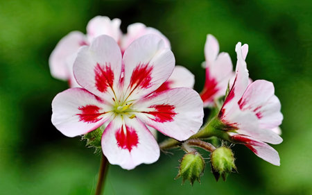 Geranium flowers close-up on a background of green grass.の素材