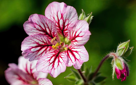 Close up of a pink and white geranium flower in a gardenの素材