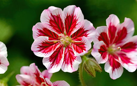 Red and white geranium flowers on green background, close-upの素材