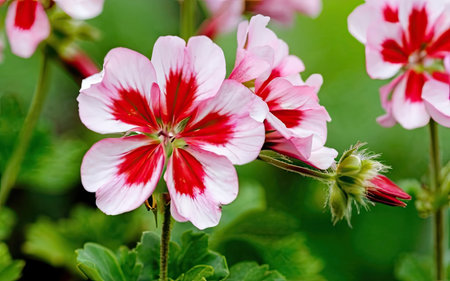 Geranium Pelargonium Flowers Blooming in The Garden, England.の素材