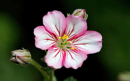 A close up shot of a pink and white geranium bloom.の素材