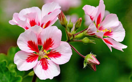 Pink and white geranium flowers on a green background close-upの素材