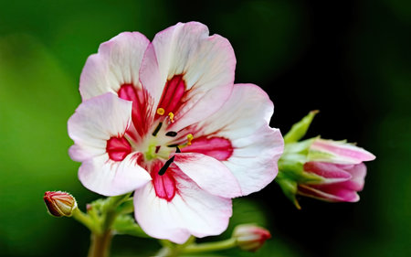 Geranium pelargonium (Geranium x hybrida)の素材