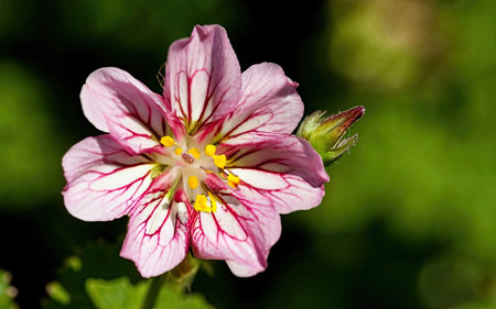 Close up of a pink geranium flower in bloom with blurred backgroundの素材