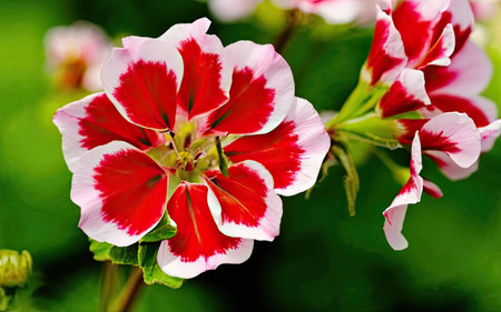Red and white flowers of Pelargonium (Pelargonium)の素材