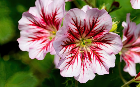 Close up of pink and white geranium flowers in a garden.の素材