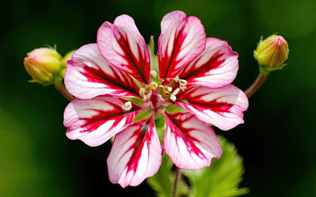 Close up of a red and white geranium flower with green backgroundの素材