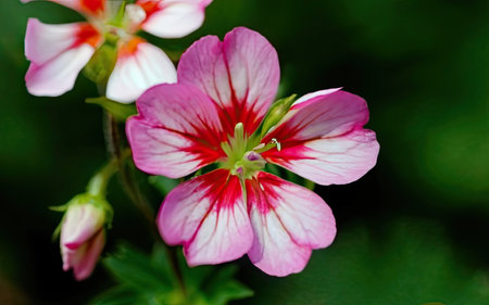 Pink and white geranium flowers on green background, close-upの素材
