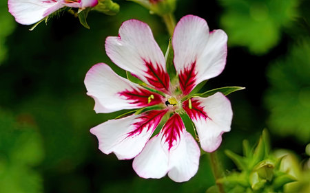 Geranium, Pelargonium, is a genus of flowering plants in the family Geraniumaceae.の素材