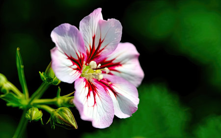 Close up of a red and white geranium flower with green backgroundの素材