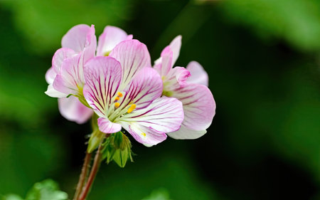 Close up of a pink geranium flower against a green background.の素材