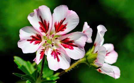 Geranium Pelargonium Flowers Blooming in The Garden, England.の素材