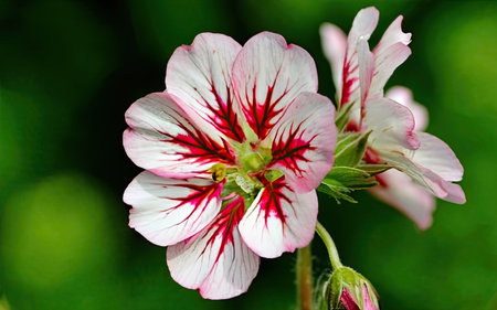 Close up of a pink and white geranium flower on green backgroundの素材